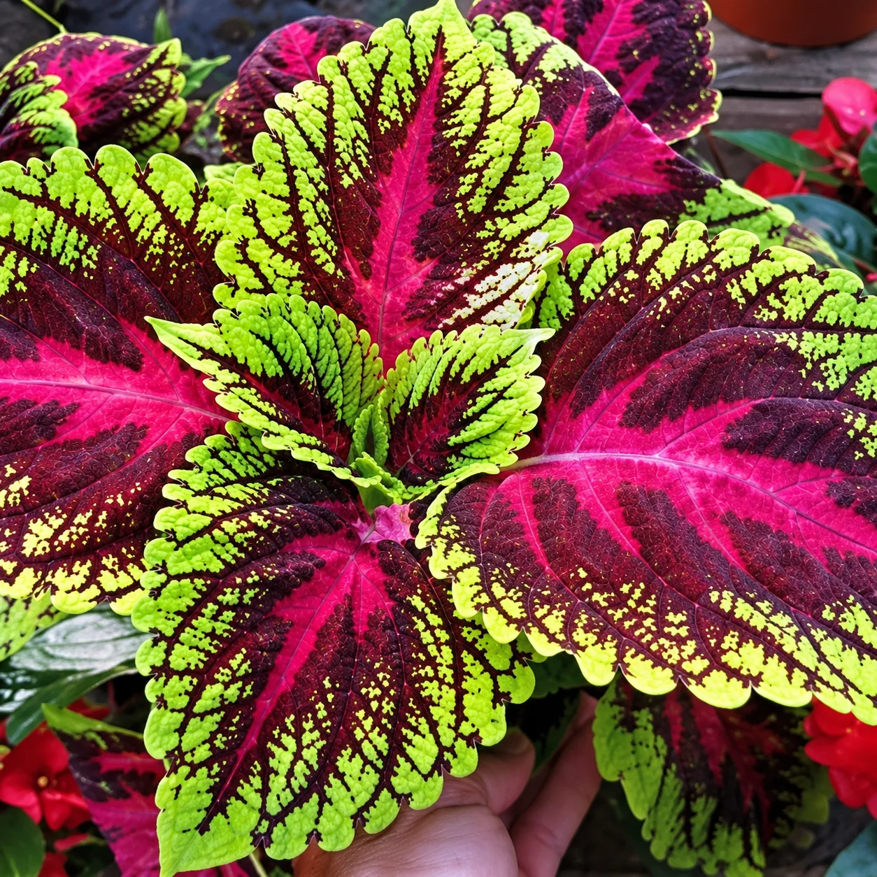 Coleus Forskohlii